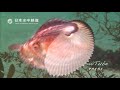 船に乗り海を旅するタコ アオイガイ　the octopus boarding a ship explores the sea　