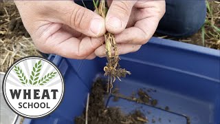 Wheat School: Scouting for wireworms is key for future control