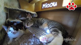 みけと冷房室に入る【瀬戸の三毛猫日記】 Mi ke and cooler room