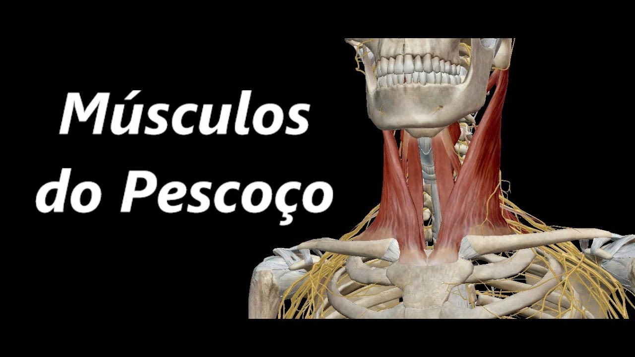 Anatomia Posterior Do Pescoco