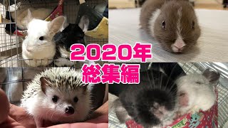 【チンチラ】【ミニウサギ】【ハリネズミ】2020年総集編！！　　chinchilla