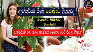 ඇන්තූරියම් සෞඛ්‍යට හිතකරයි ද? /Is Anthurium Cultivation Healthy?