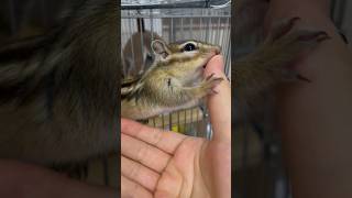 飼い主の指が好きなシマリス　Chipmunk likes his owner's finger #chipmunk #かわいい #animals #可愛い #cute #shorts