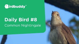 Daily Bird: Common Nightingale – Cool Bird Facts