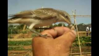 Alcaudon comun comiendo de la mano ( Lanius senator )