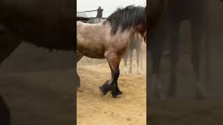 This handsome horse is preparing for his work​​ ep35