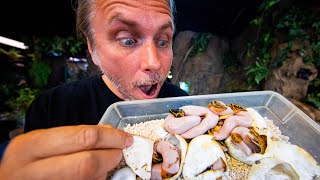 12 PIED BALL PYTHONS IN ONE SNAKE CLUTCH OF EGGS I CUT!! | BRIAN BARCZYK