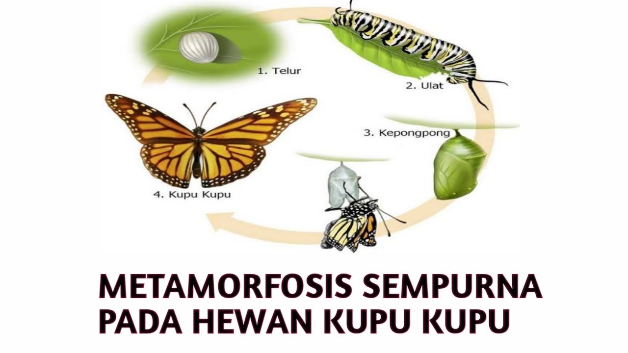 METAMORFOSIS SEMPURNA PADA HEWAN KUPU-KUPU - YouTube