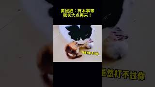 搞笑动物系列第102集 黄鼠狼：有本事等我长大点再来！