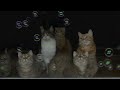 ９匹の猫 初めてのシャボン玉　９cats.bubbles for the first time.