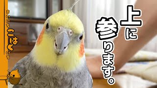 パパママにつられて笑ってしまう陽気なオカメインコこはく【歌\u0026遊び】