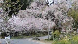 広島市佐伯区 さくら前線2020　広島県天然記念物「神原のしだれ桜」Ⅱ　2020. 4. 8  4K撮影。