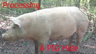 Processing A Pig Hide