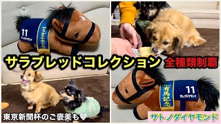 サラブレッドコレクション#27～サトノダイヤモンド🐎のねそべりBIGゲット💪～