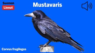 Mustavaris - Corvus frugilegus - Rook - råka - CORFRU