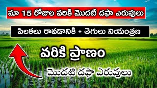 మా వరికి మొదటి దఫా ఎరువులు | First Dose Fertilizer @prasadagriculture