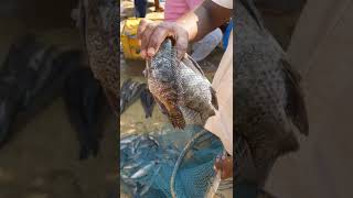 Mayanur dam fishes - Cauvery river fishes -Live Fish market#shorts