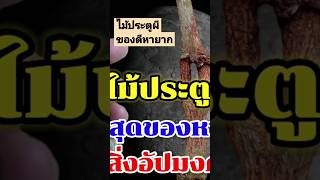 ไม้ประตูผี | ของดีหายาก ปกป้อง ปัองกันสิ่งอัปมงคลทั้งปวง#วัตถุมงคล