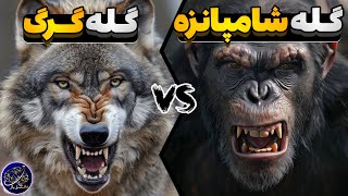 نبرد گله گرگ و خانواده شامپانزه - برنده میدان کدام گروه است؟