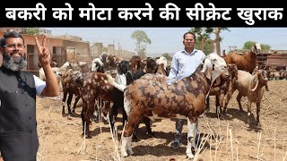 बकरी का वजन बढ़ाने के लिए क्या खिलाएं | Bakri Ko Mota Kaise Kare | Goat Feed Management