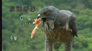 鳳頭蒼鷹午餐