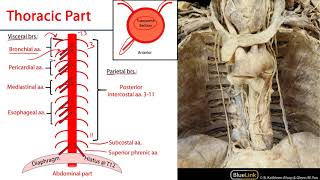 LO 2 - Thoracic Aorta - Posterior Mediastinum