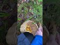 So satisfying to Picking kantarell mushroom in swedish forest ( autumn 2022)