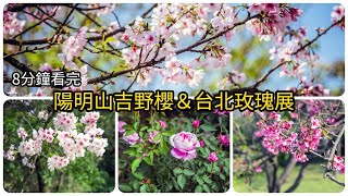 【台北櫻花2021】陽明山花鐘、前山公園吉野櫻、花博玫瑰展 #4k Best spot for viewing cherry blossoms in #Taipei