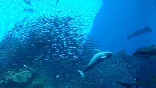 イワシを狙うスナメリ🐬悲鳴が響く💦・仙台うみのもり水族館（2018.10.7）