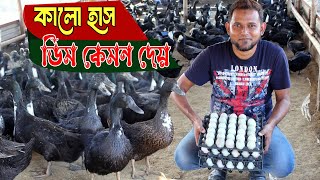 থাইল্যান্ডের কালো হাঁস ডিম কেমন দেয় খাদ্য ভ্যাক্সিন ও বাসস্থান ।