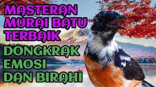 masteran murai batu full isian tembakan mewah