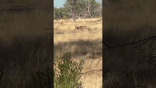 BOWHUNTING a BIG RUSA STAG!!! #wildlife #bowhunt #bowhunting #hunting #deer #deerhunt #nature