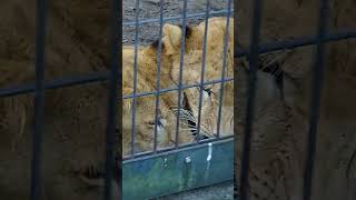 ライオン姉妹おもちゃで遊んでるよ❗旭山動物園❗ご覧下さい❗