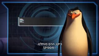 הכירו את הפינגווינים ממדגסקר