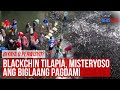 Blackchin tilapia, misteryoso ang biglaang pagdami | GMA Integrated Newsfeed