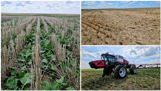 Canola Update South Farm