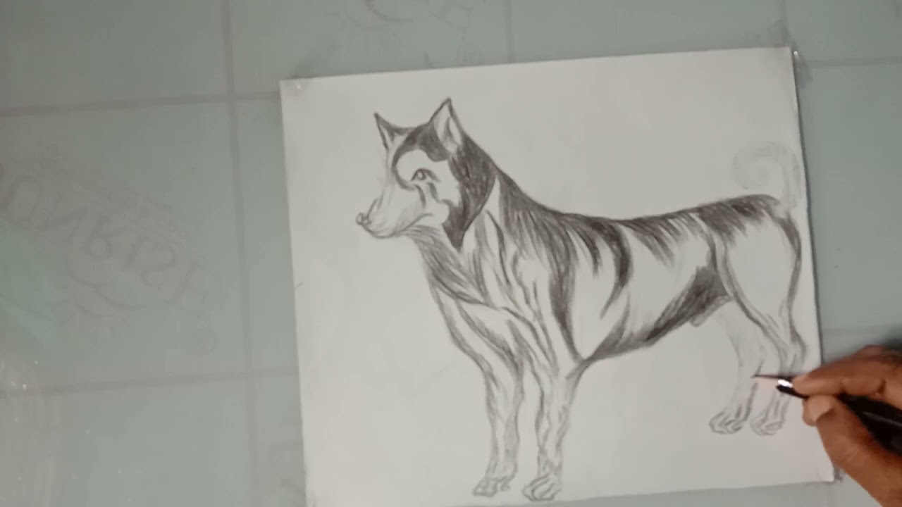 How To Draw A Dog Youtube