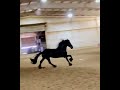 Cor the King, Ster Friesian stallion