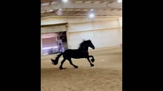 Cor the King, Ster Friesian stallion