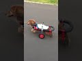 はな工房の犬用車椅子　北海道ミニチュアダックスフンド　ぼーちゃん♪