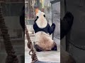 胖岩这可爱的背影太可爱了the back of the panda is also too cute 大熊猫灵岩