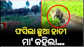 Dhenkanal Sapua Dam : ସାପୁଆ କେନାଲ ଭିତରେ ଫସିଲେ ମାଆ ଓ ଛୁଆ ହାତୀ | Elephant | Odia News