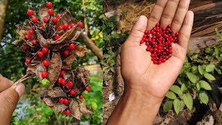 A short video of   jequirity bean or rosary pea || Indian licorice ||Crab's Eye Poisoning Prevention