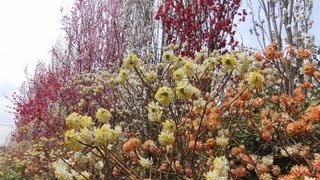 春の常泉寺 花の寺　満開のミツマタと花桃