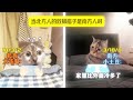 北方人游戏搭子是南方人时 猫meme小剧场 真实还原