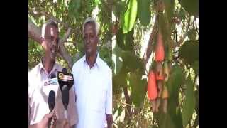 organic  cashew cultivation in puducherry