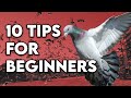 Top ten tips for Pigeon racing beginners