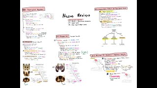 Neuro L68 L69  - Supraspinal and Thalamus Lab 09 Part 1