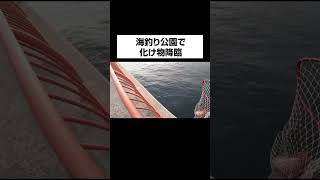 海釣り公園でコレは焦る