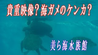 超貴重映像　海ガメのケンカ　美ら海水族館